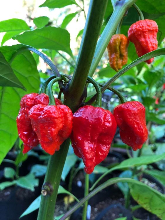 25 Samen NAGA VIPER Chilli Rot (Nuovo (secondo la descrizione)) a ...
