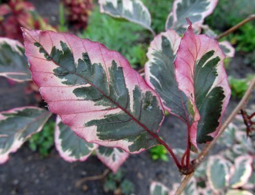 Piante & sementi: Hêtre à feuilles tricolores  20cm – Nuovo (secondo la descrizione) da Bremblens venduto da FIBONACCI369 4
