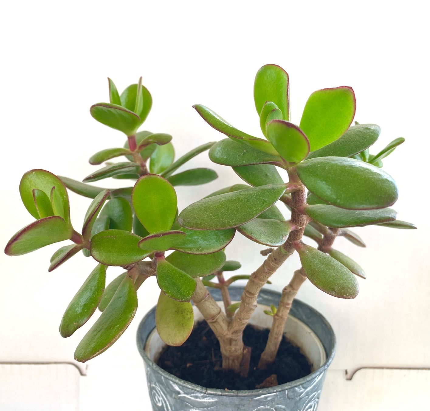 Piante & sementi: Geldbaum Crassula ovata Pfennigbaum 19 cm – Nuovo (secondo la descrizione) da Auenstein venduto da mar_8mxd 4