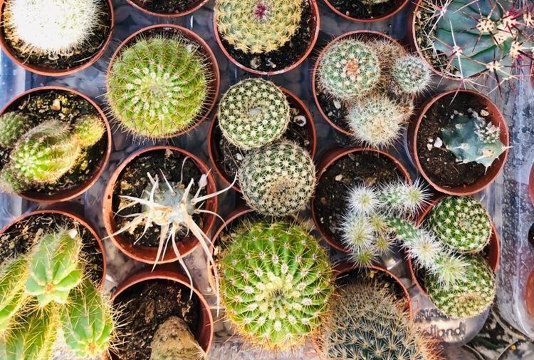 Pflanzen & Samen: 20 VERSCHIEDENE KAKTEEN COLLECTION – Neu und originalverpackt aus Rovio von POSITIFFARTandPLANTS 4