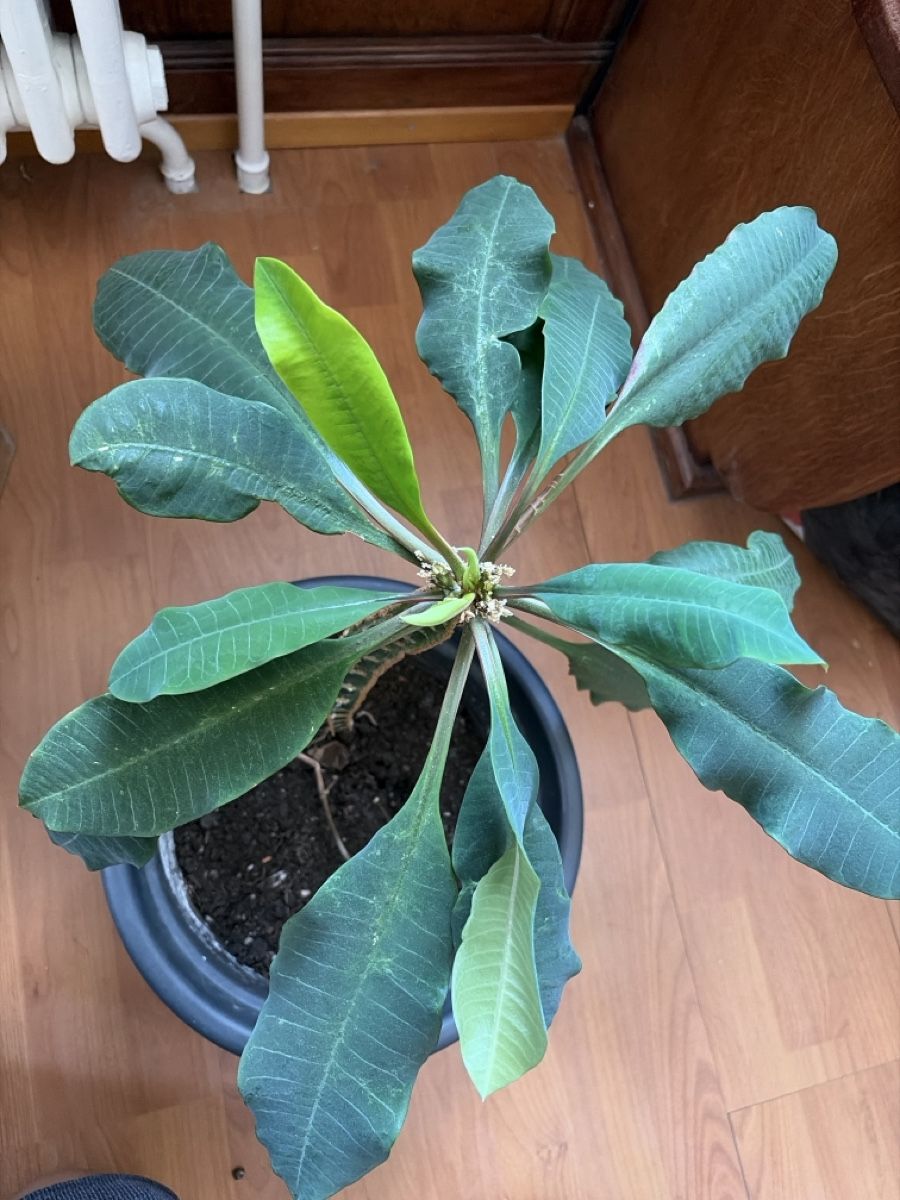 Piante & sementi: Madagaskar spuck Palme – Usato da Opfershofen TG venduto da dan_nxk8 2