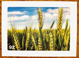 Migros Nature Detectives - Bild Nr. 92