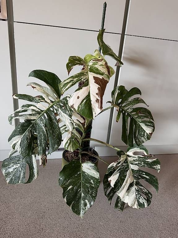 Piante & sementi: Monstera Albo Variegata à vendre – Usato da Daillon venduto da bugle83