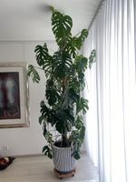Grosse Monstera Deliciosa - wegen Umzug