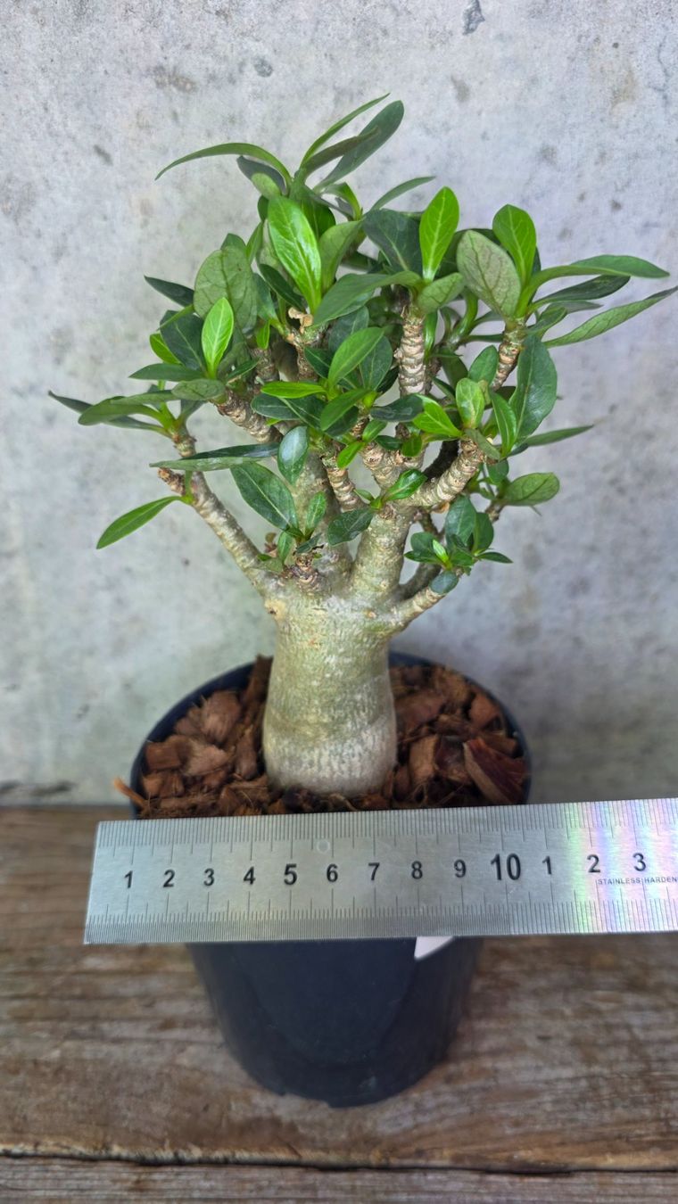 Pflanzen & Samen: Adenium Obesum – Neu (gemäss Beschreibung) aus St.Erhard von Plumilandschweiz 2