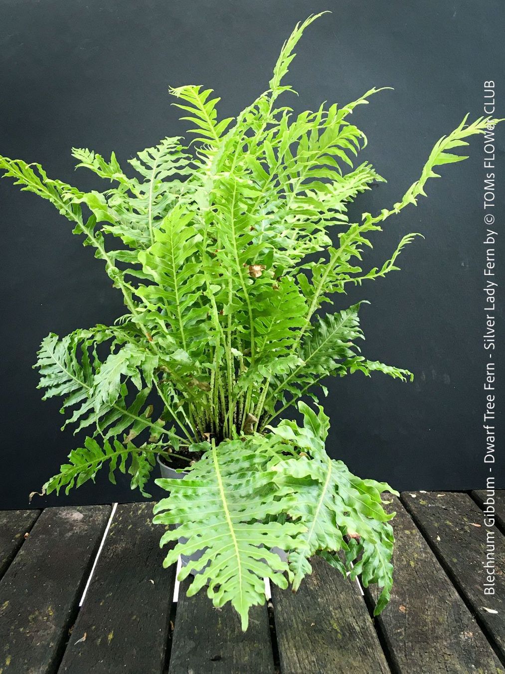 Pflanzen & Samen: Blechnum Gibbum 'Silver Lady' - Zwerg-Baumfarn – Neu und originalverpackt aus Adliswil von TAKEYOURPLANT 4