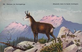 Gemsen im Hochgebirge - Chamois dans la haute montagnes 1912