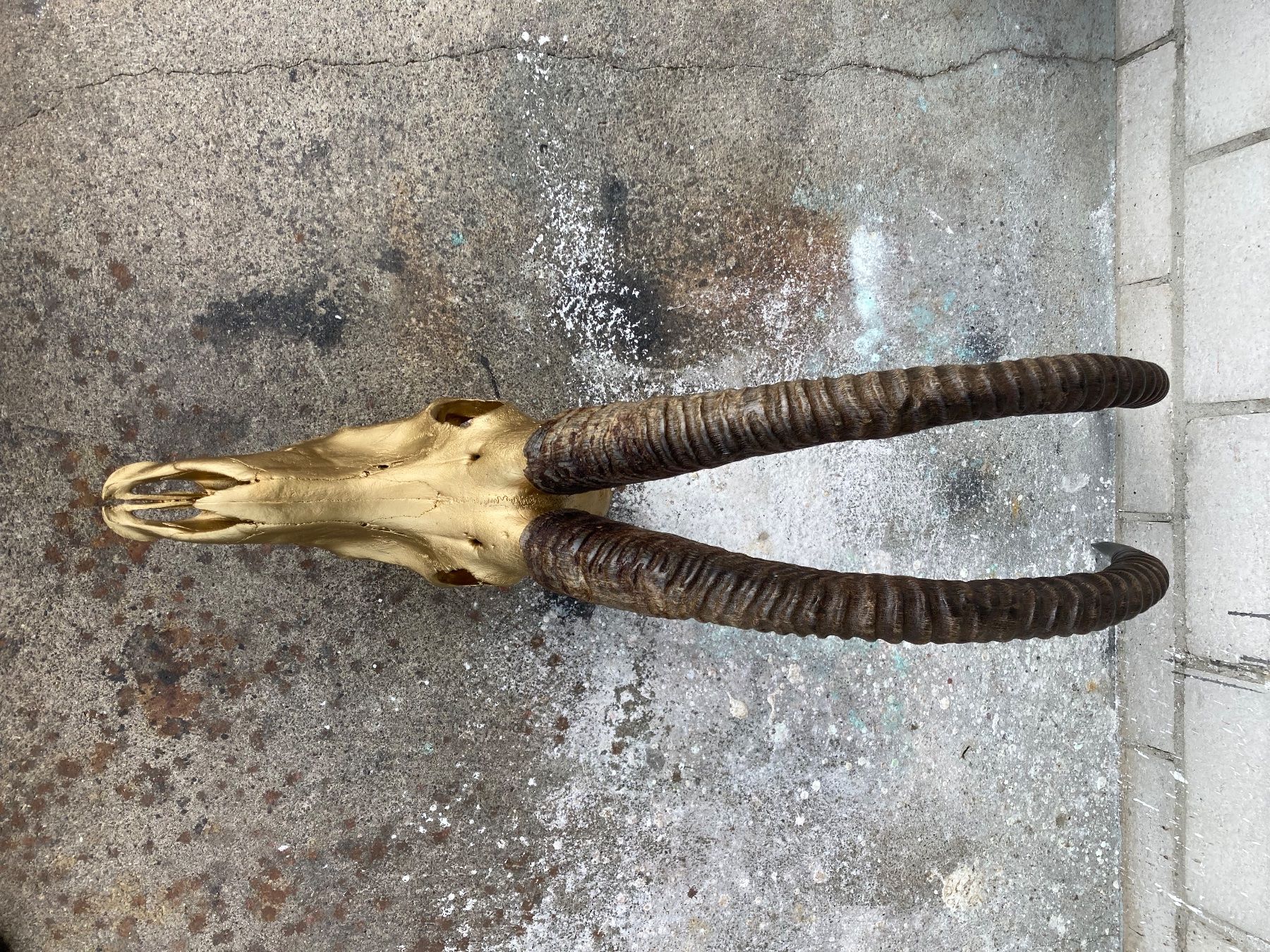 Il mondo degli animali: Rappenantilope Trophäe  1 – Usato da Grosswangen venduto da arum01 4
