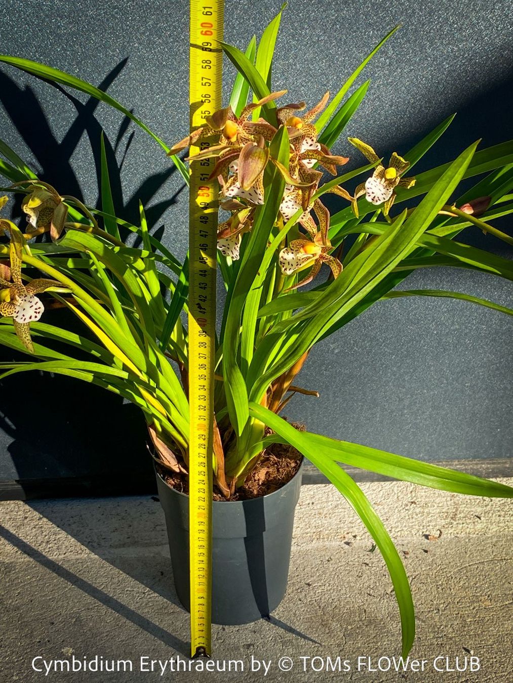 Pflanzen & Samen: Cymbidium Erythraeum - seltene, duftende Orchidee – Neu und originalverpackt aus Adliswil von TAKEYOURPLANT 2