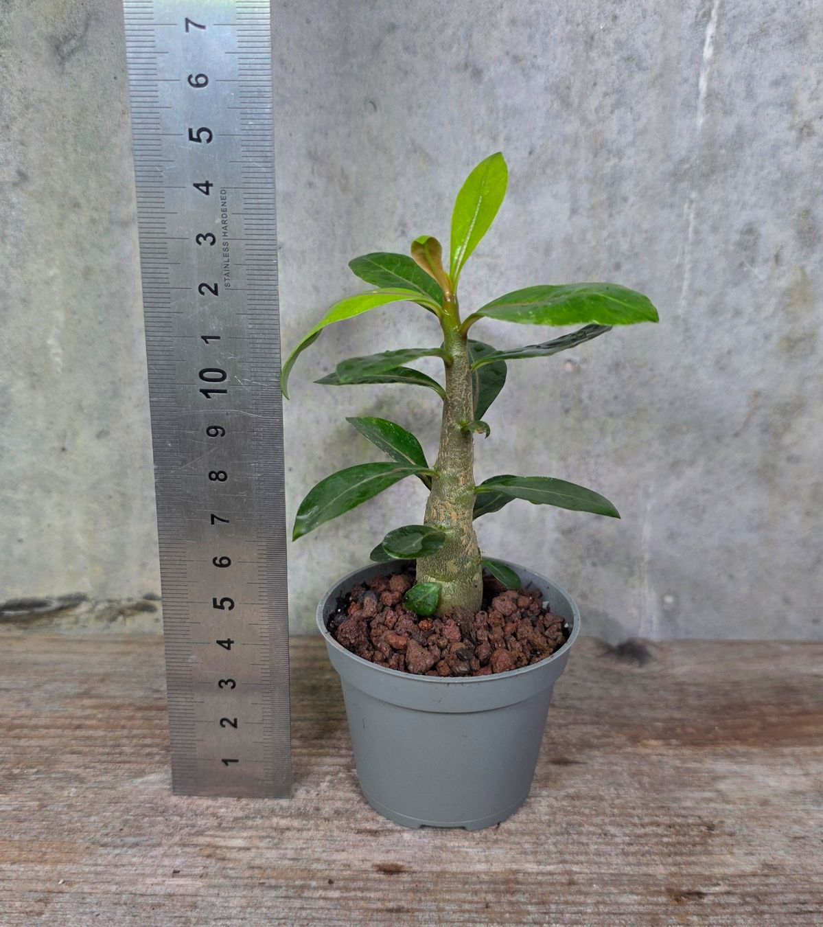 Piante & sementi: Adenium Obesum Sämling – Usato da St.Erhard venduto da Plumilandschweiz 1