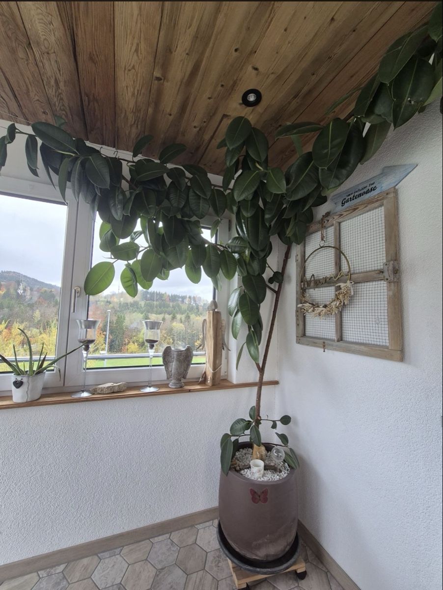 Pflanzen & Samen: Gummibaum – Gebraucht aus Plasselb von ford82 1