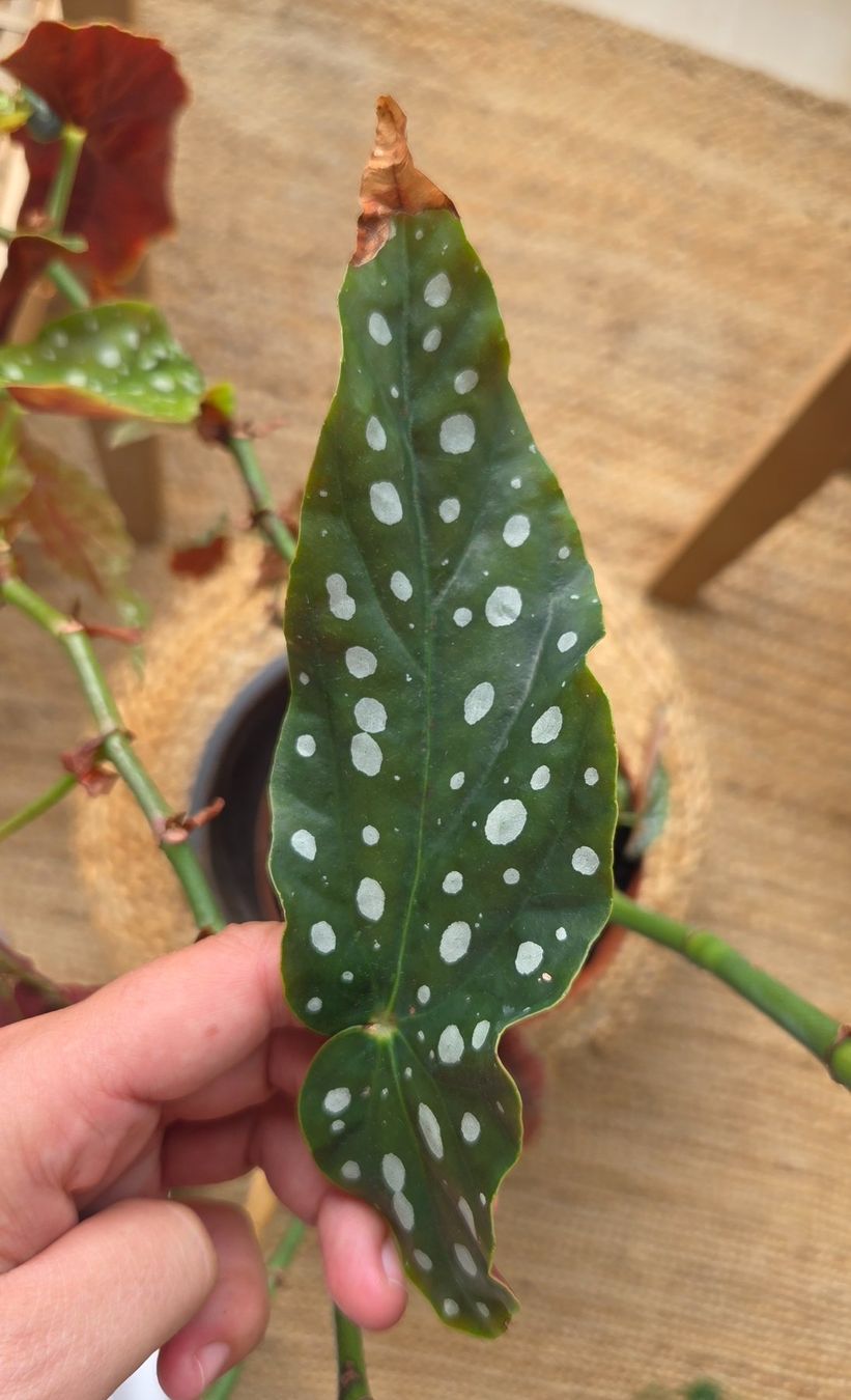 Plantes & graines: Forellenbegonie (ca. 40cm) – D'occasion à Zürich par wile_coyote 5