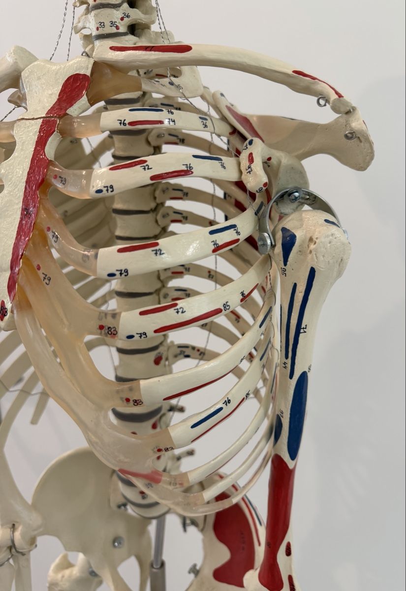 Kits de montage: Anatomie Skelett Mensch – D'occasion à Oberhasli par anzis 2