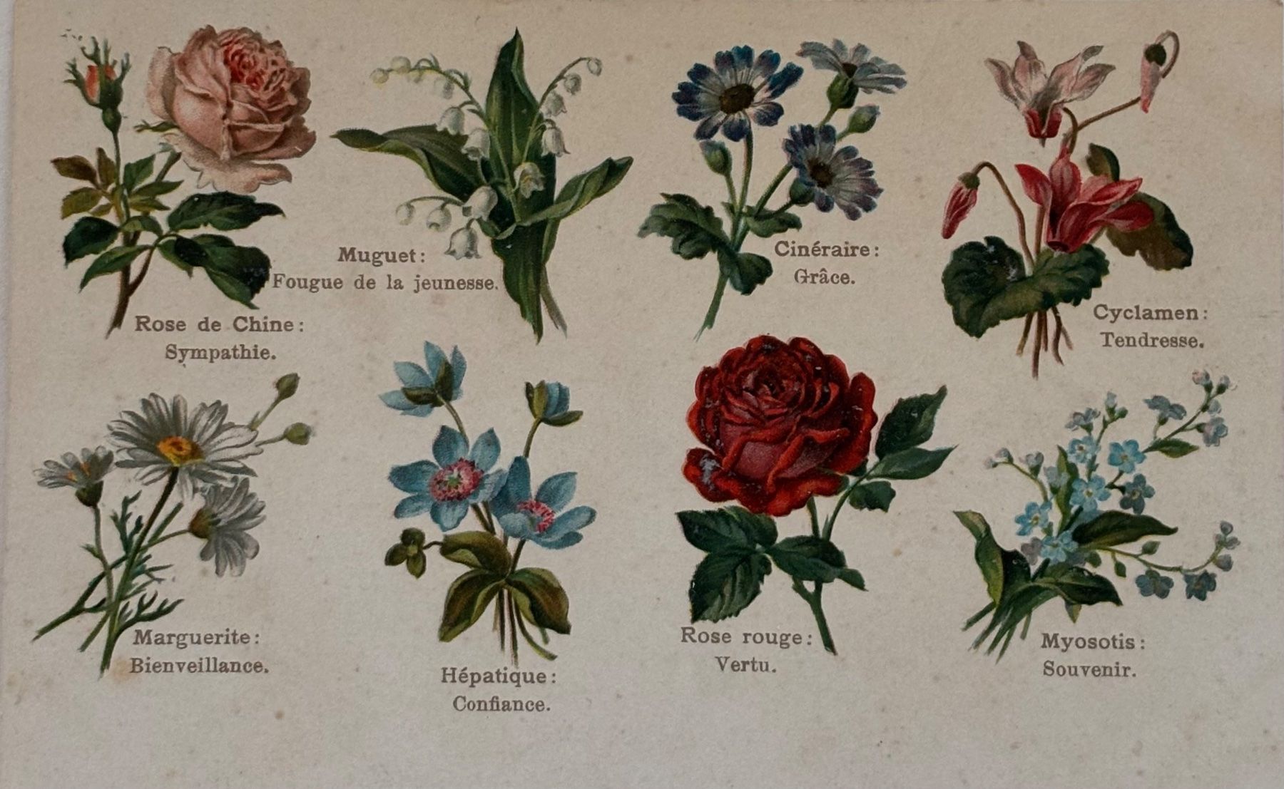 Cartoline postali: Botanik - Blumen – Usato da Frauenfeld venduto da Merk52