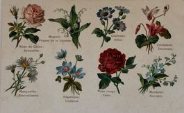 Botanik - Blumen