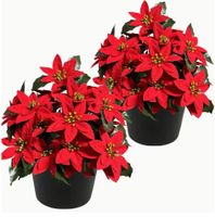 12 Blüten-Weihnachtsstern - Kunststoffdekoration