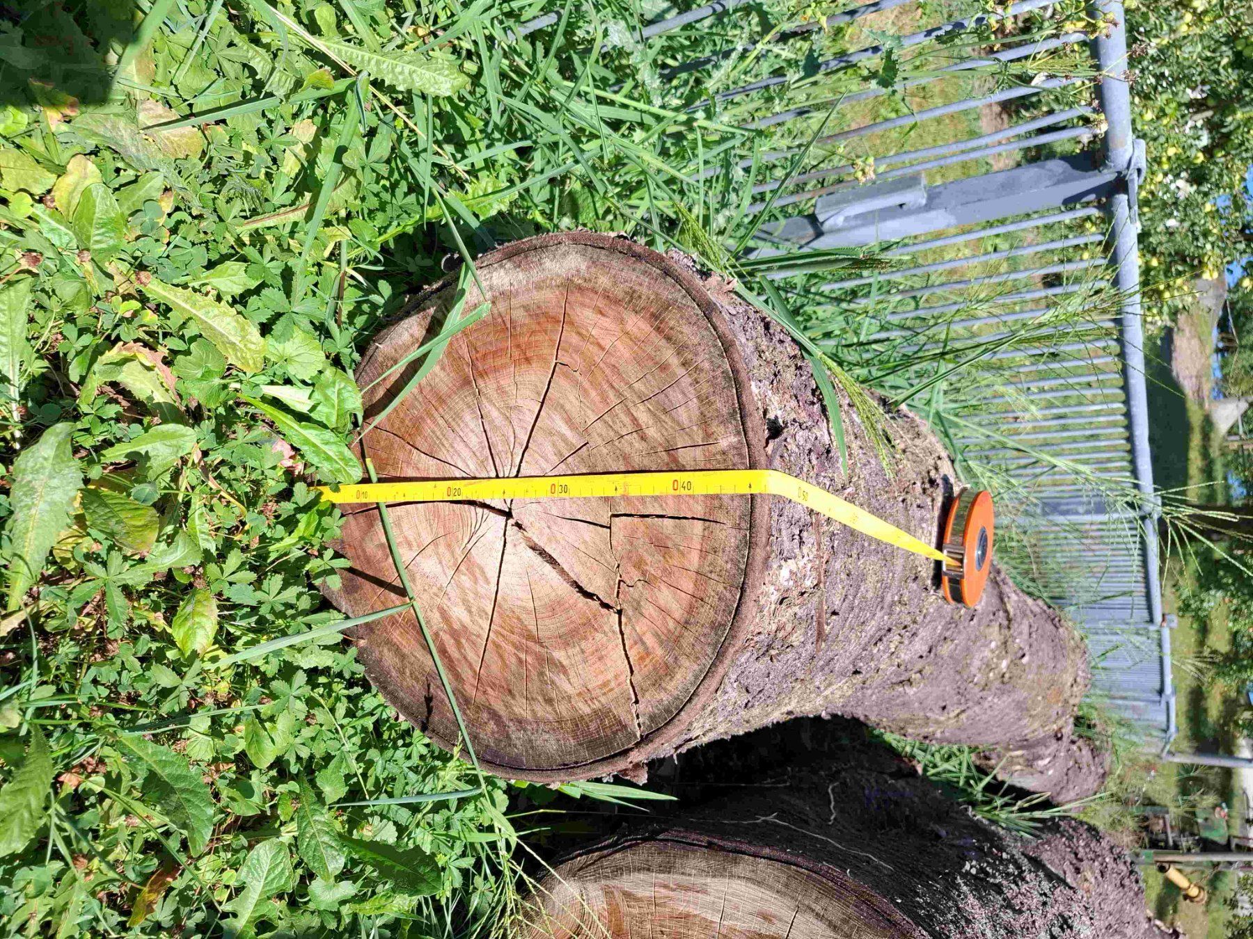 Holzartikel: Baumstamm Kirschbaum – Gebraucht aus Rain von Rigi10 5