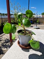 Zimmerpflanze: Pilea (Ufopflanze)
