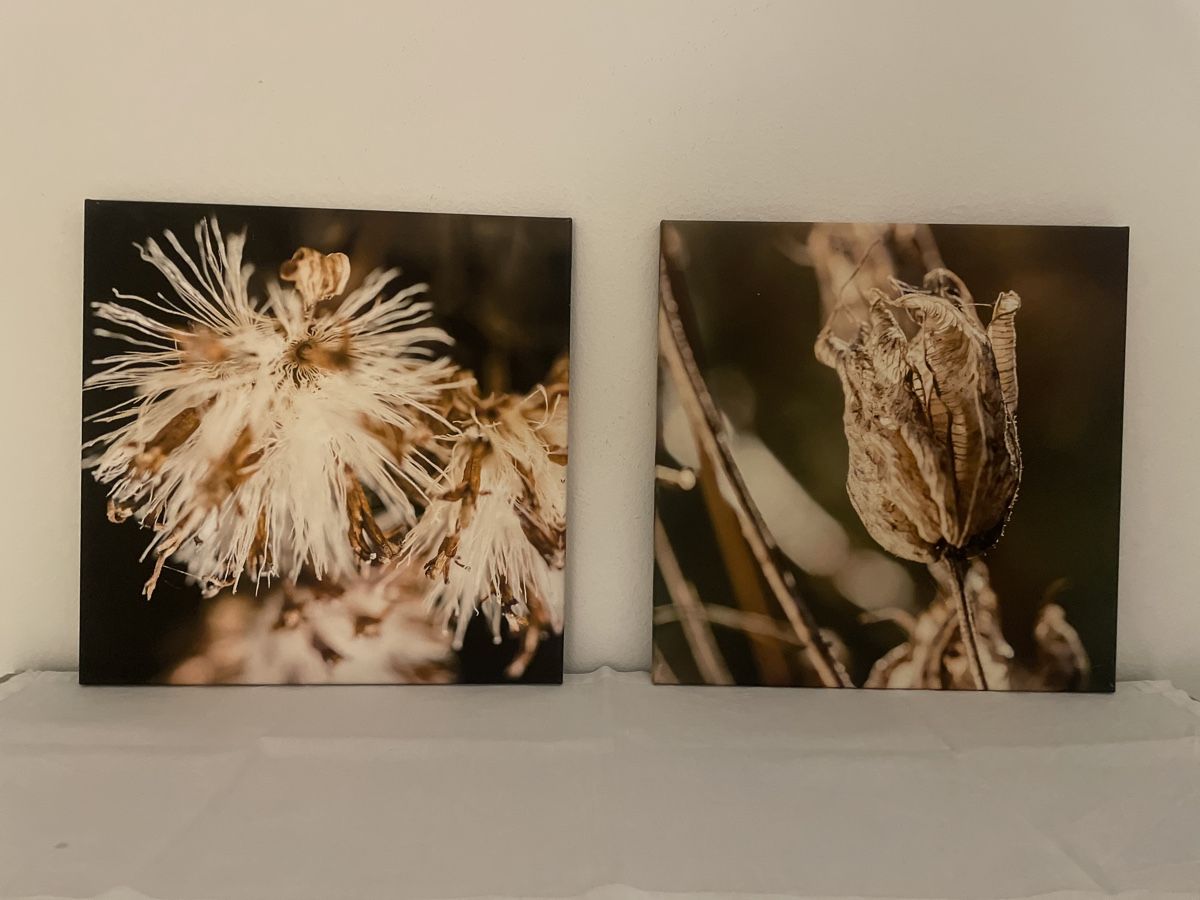 Foto & Immagini: 2 Bilder auf Leinwand – Usato da Richterswil venduto da Wildampfer 1