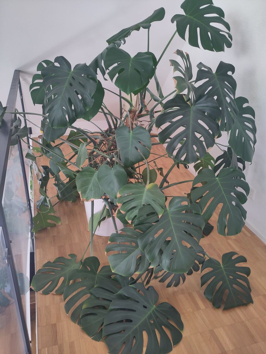Piante & sementi: Riesige Monstera – Usato da Zürich venduto da babsypsilon 1