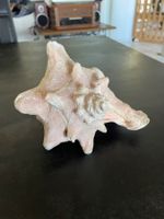 Ancien Coquillage de Mer