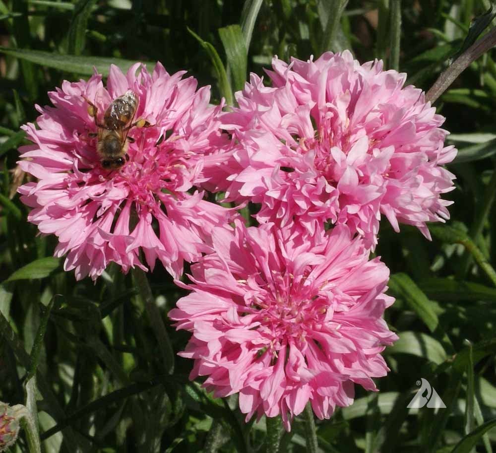 Pflanzen & Samen: 200 Samen Kornblume PINK BALL – Neu (gemäss Beschreibung) aus Ehrendingen von VerveinaSamen 2