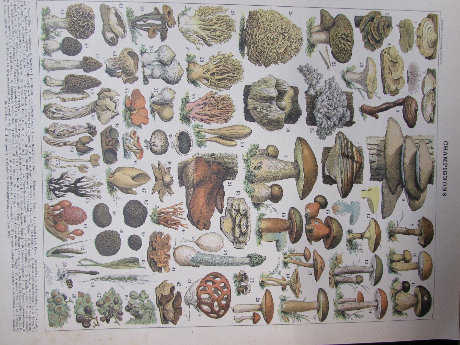 Grafiken & Lithographien: Pilzsaison, 2 schöne Lithos, 1900 – Gebraucht aus Walchwil von Shells1 3
