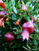 Neue -Zwerg Granatapfel Punica granatum NANA 50cm hoch+Topf