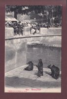 BERN - Bärengraben - 1907