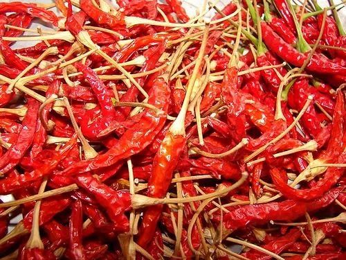Piante & sementi: Thai Chili scharf - Capsicum annuum - 40 Samen – Nuovo e nell'imballaggio originale da Sumiswald venduto da Cham14559