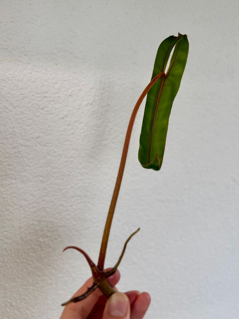 Piante & sementi: Philodendron Billietiae | Top Cutting – Nuovo (secondo la descrizione) da Bülach venduto da Bloom_Witch 2
