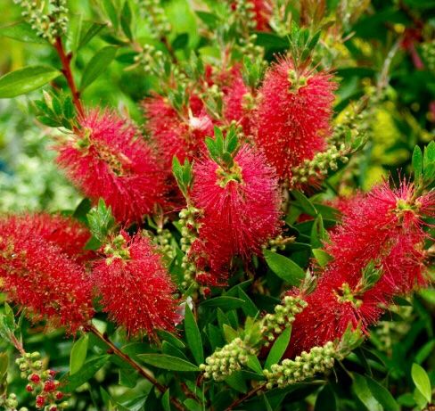 Piante & sementi: 10 samen Tropischer Busch "CALLISTEMON CITRINUS" + Anweisung – Nuovo e nell'imballaggio originale da Rovio venduto da POSITIFFARTandPLANTS 5