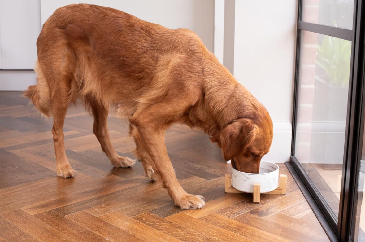 Ciotole: Futter-/Wassernapf Keramik mit Bambusständer Hunde & Katze – Nuovo (secondo la descrizione) da Frauenfeld venduto da Vanityroom 2