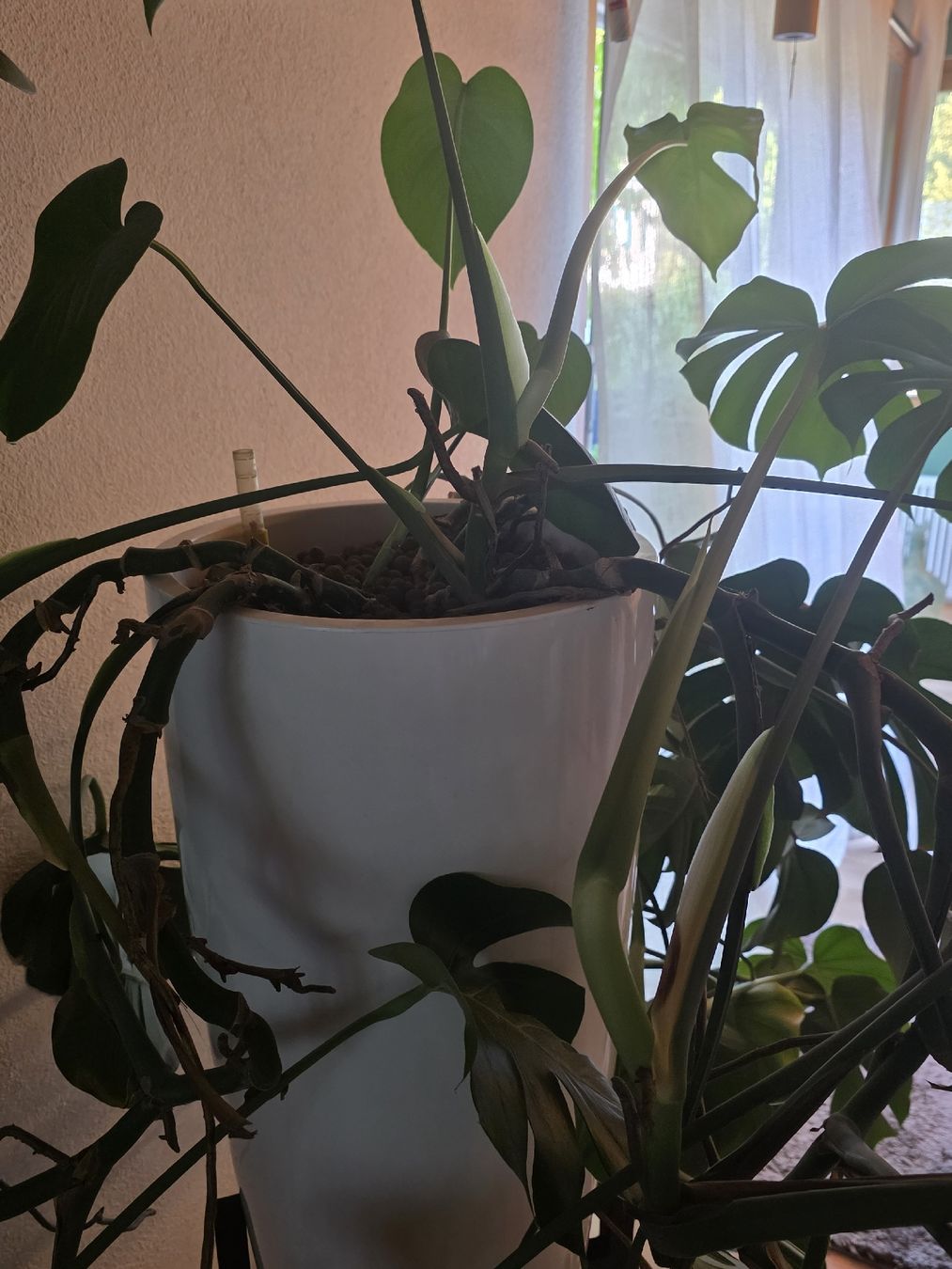 Piante & sementi: Monstera Deliciosa Zimmerpflanze gross – Usato da Birr venduto da oro2000 4