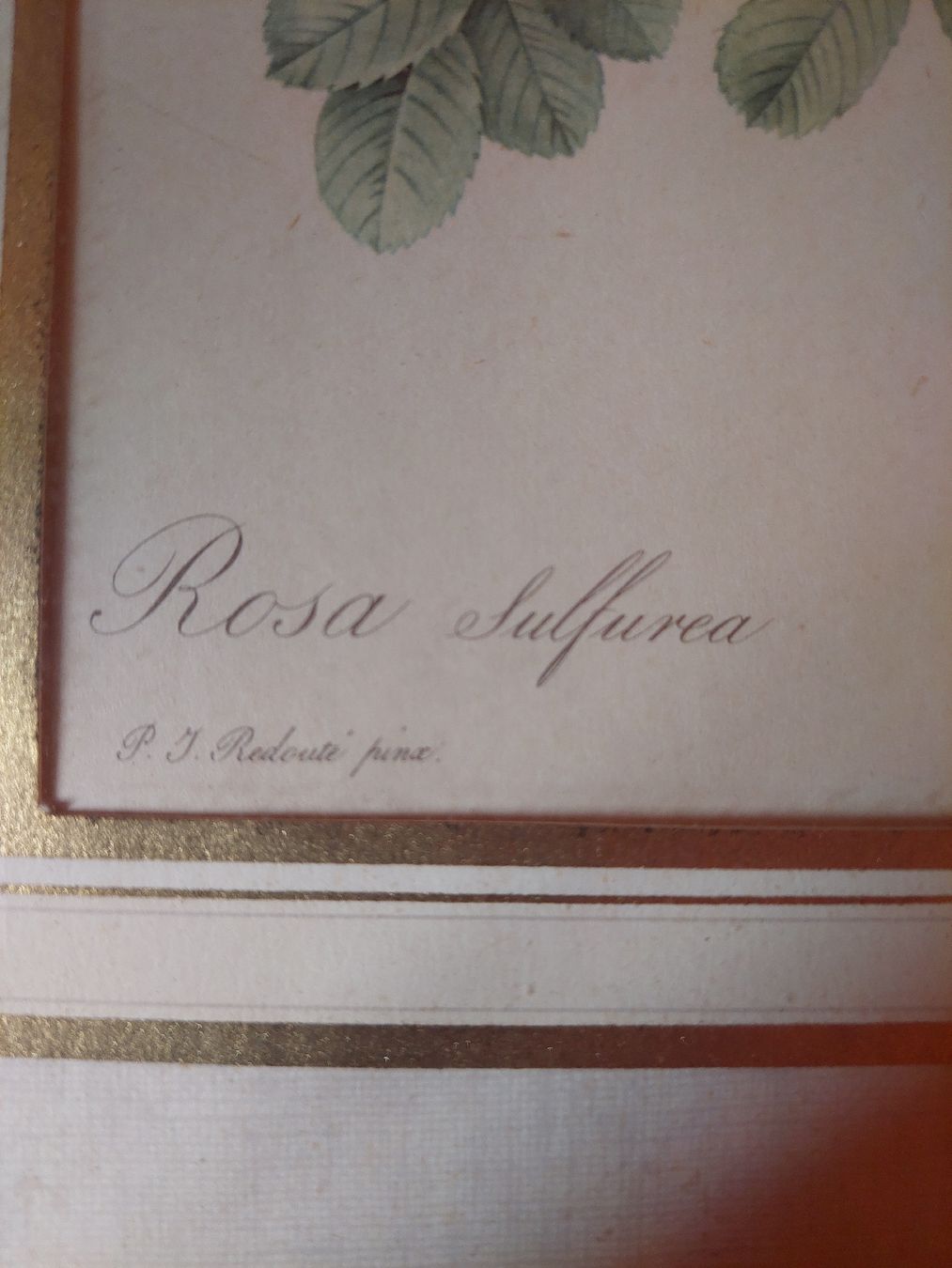 Foto & Immagini: Bild Rosa sulfurea – Usato da Brunnadern venduto da Oheshh 1