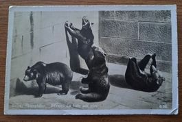 🇨🇭 "La Fosse aux Ours" Berne,  carte postale ancienne