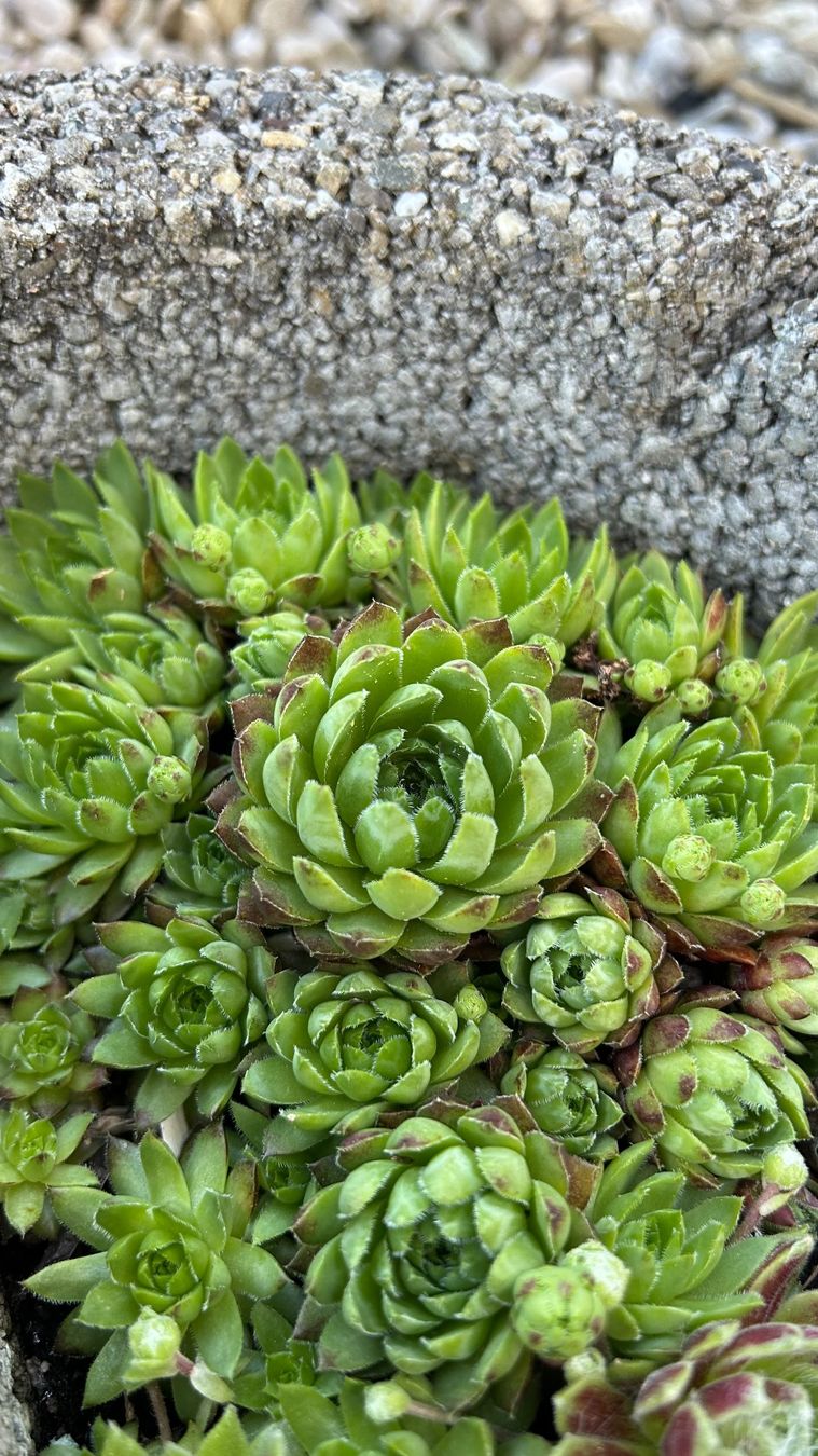 Piante & sementi: Hauswurz / Sempervivum klein – Nuovo (secondo la descrizione) da Escholzmatt venduto da Mpowerone