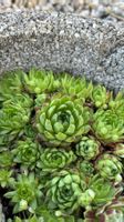 Hauswurz / Sempervivum klein