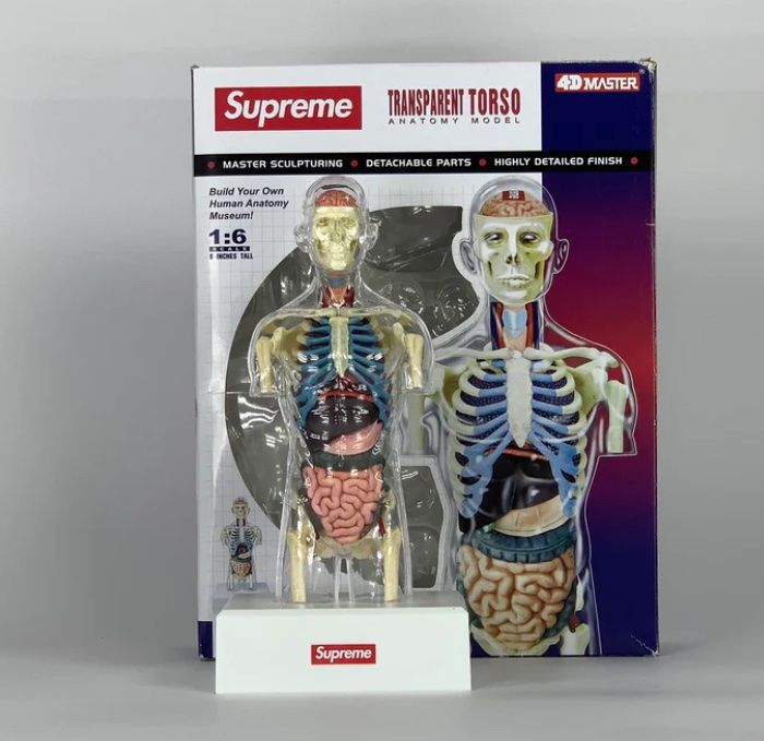 Supreme Male Anatomy Model Clear (Gebraucht) in Selzach für CHF 159 ...