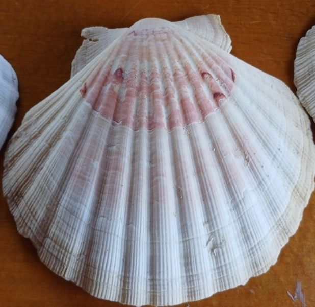 Tutte le decorazioni: 10 schöne Sommermuscheln Deko – Usato da Flaach venduto da ker_6ml7 7