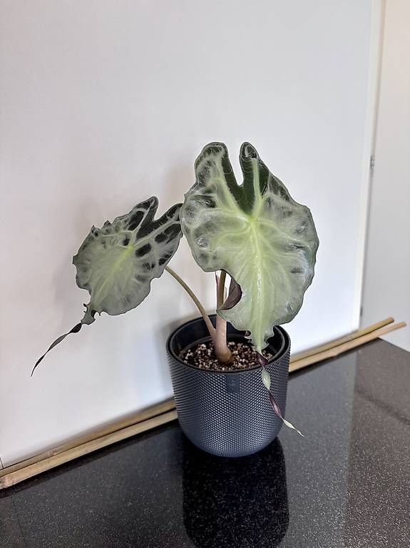 Pflanzen & Samen: Alocasia Venom – Gebraucht aus Oberbuchsiten von Muskatellerchen 1