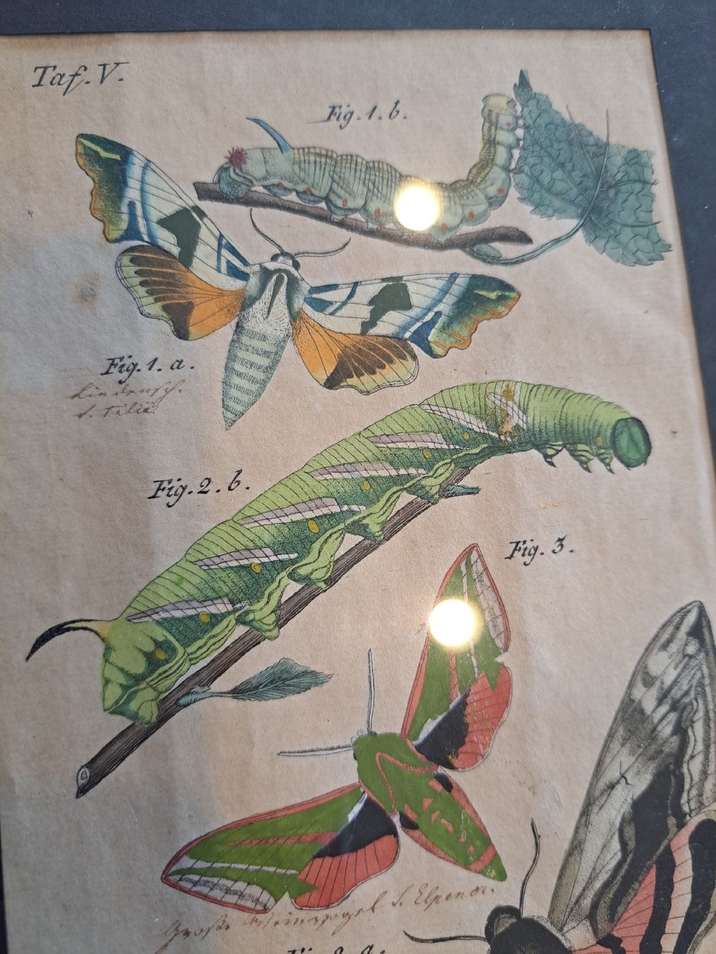 Stiche: Orginal Handkolorierter Kupferstich von 1825 – Gebraucht aus Rehetobel von hobirot01 1
