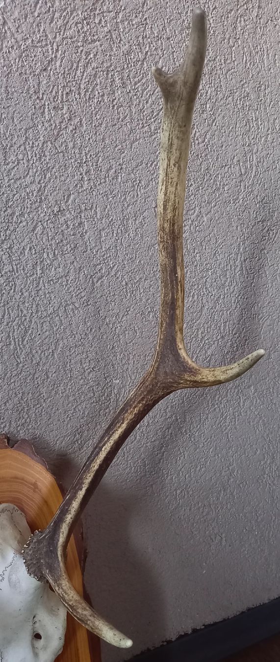 Sonstiges zum Sammeln & Seltenes: HIRSCHTROPHÄE / Hirschgeweih; v. 11.12.04, auf Lärchenbrett – Gebraucht aus Marbach LU von Ilrebo 3
