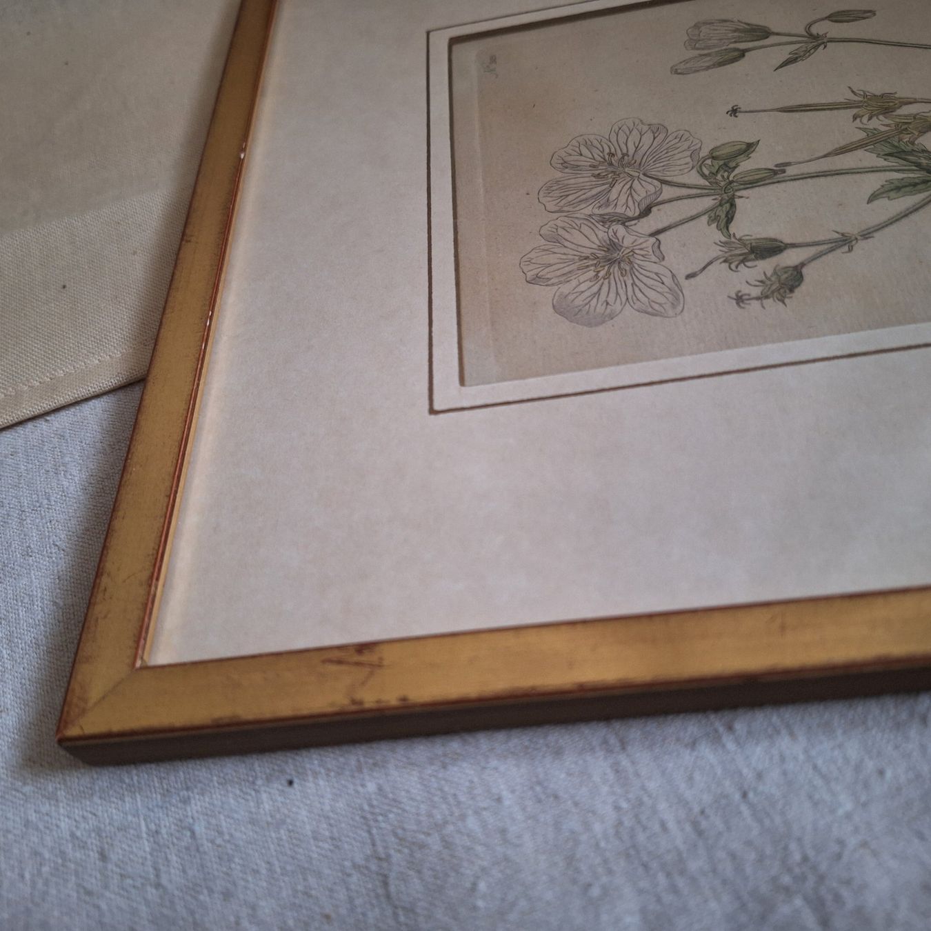 Foto & Immagini: Bild Blume, Botanik, goldfarbener Bilderrahmen – Usato da Winterthur venduto da Goldpipau 3