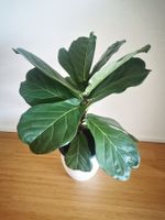 Geigenfeige Ficus Lyrata Zimmerpflanze, gesund, 90cm