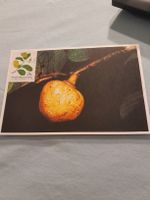 Carte postale botanique rare - Bophuthatswana - 21c