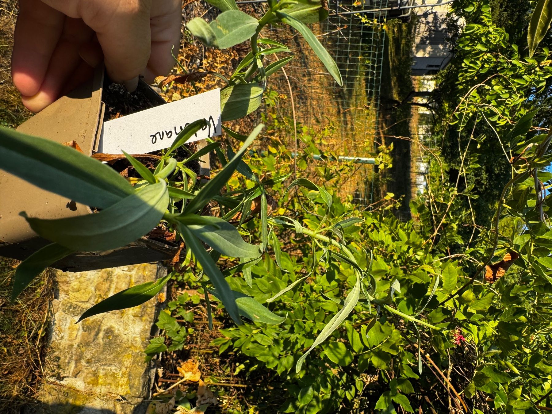 Plantes & graines: Plan Valériane rose foncé apparement – D'occasion à Lajoux JU par Briard0 1
