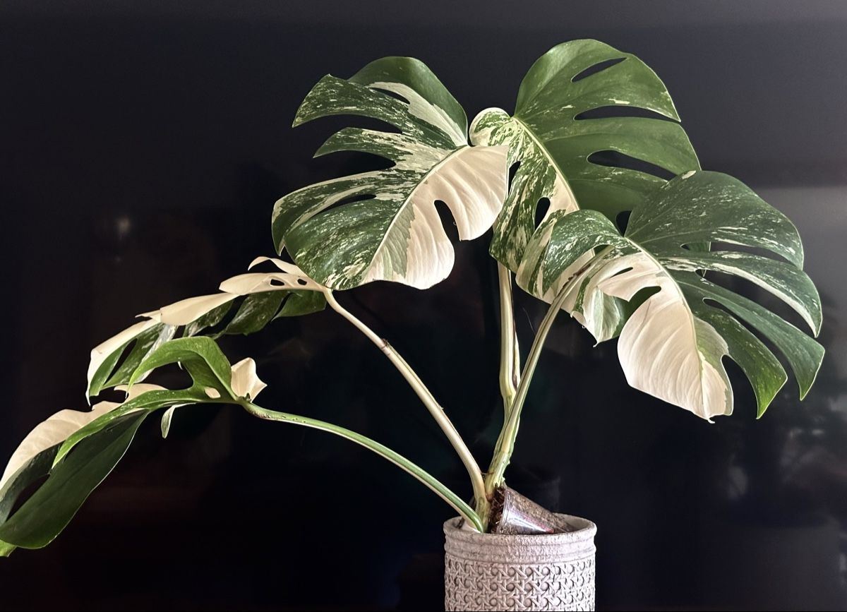 apoteka - coffee & plants Coffee Plant For Sale – Logee's Plants main image 1