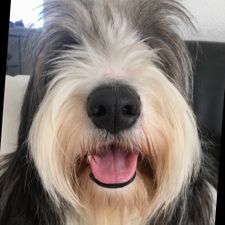 Profile image of tellmebob