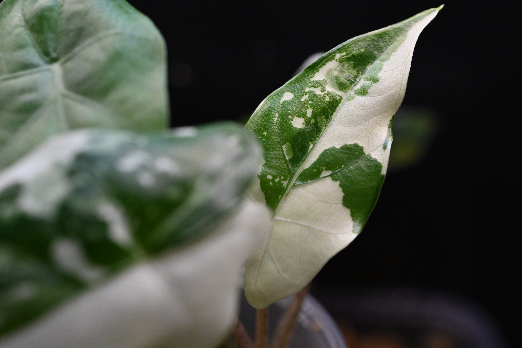Piante & sementi: Alocasia Flemingiana albo – Usato da Crissier venduto da sleepingmouse 4